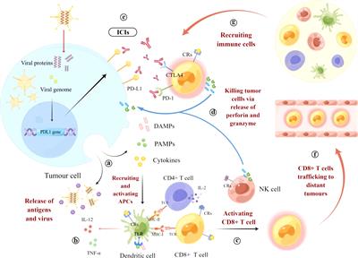 Oncolytic viruses combined with immune checkpoint therapy for colorectal cancer is a promising treatment option